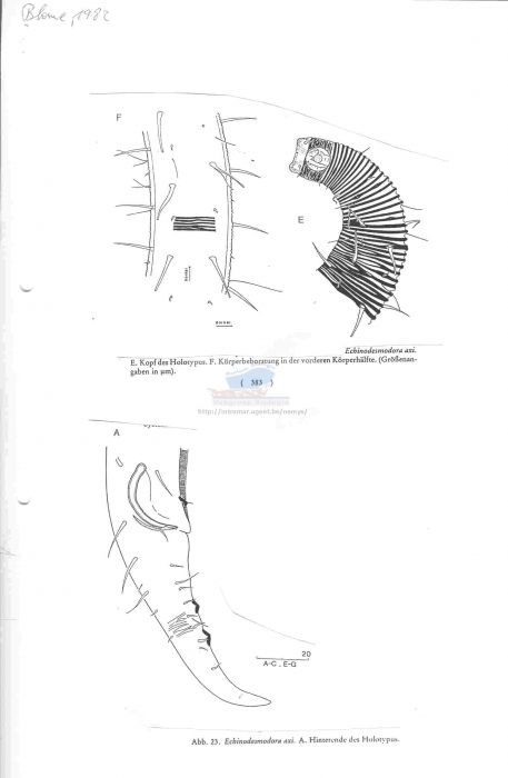 Echinodesmodora axi