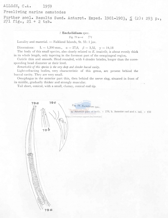 Enchelidium