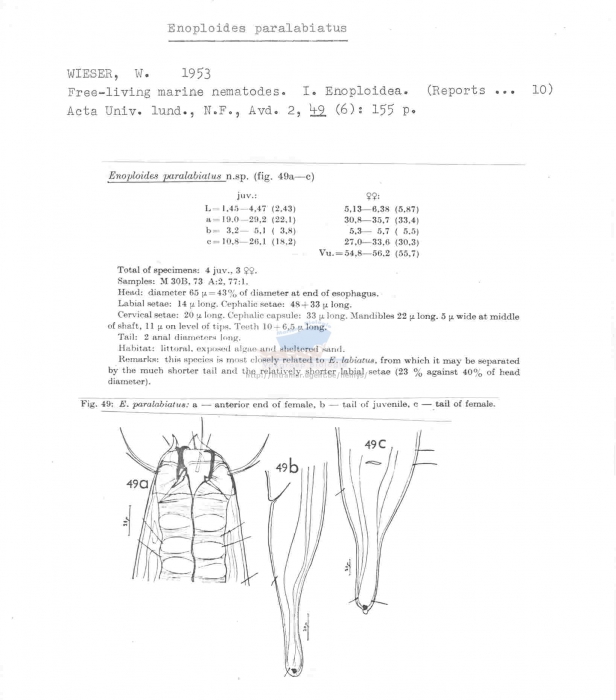 Enoploides paralabiatus