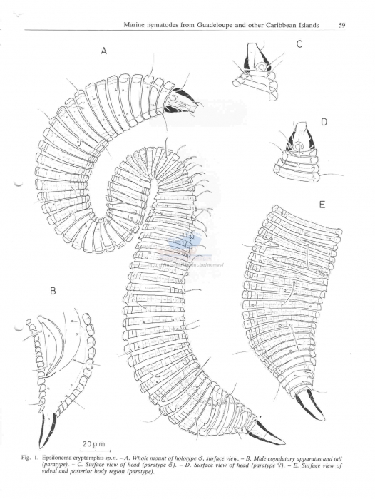 Epsilonema cryptamphis