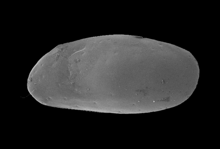 Podocopida Podocopida
