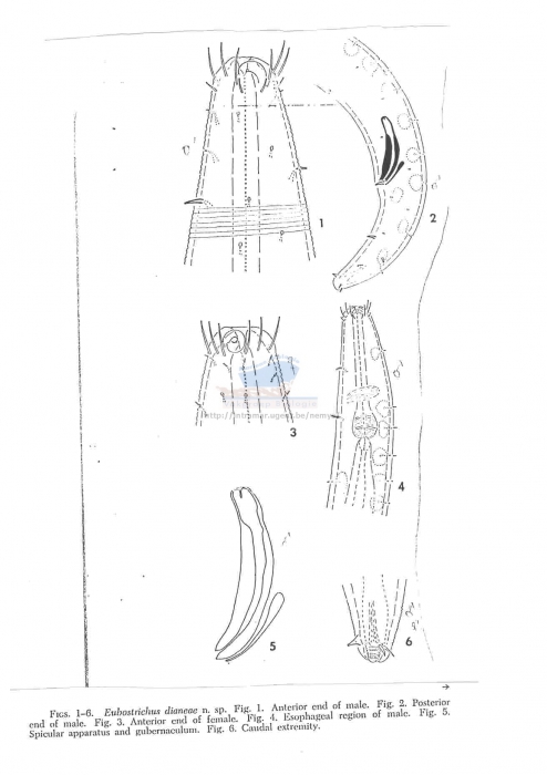 Eubostrichus dianeae