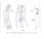 Nematode file-library of the Marine Biology Section (Ghent University, Belgium)