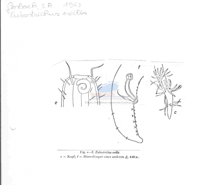 Eubostrichus gerlachi