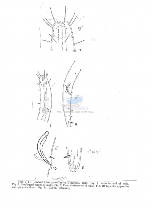 Eubostrichus hopperi