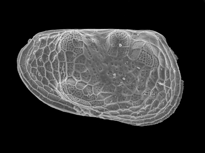 Cytheroidea Cytheroidea