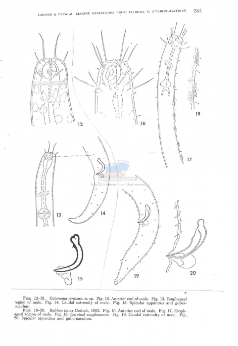 Eubostrichus porosum