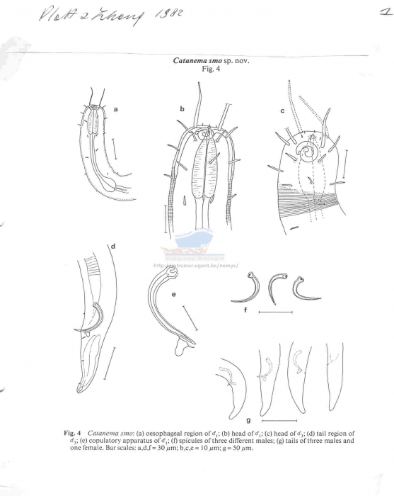 Eubostrichus porosum