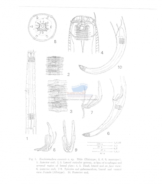 Euchromadora ezoensis