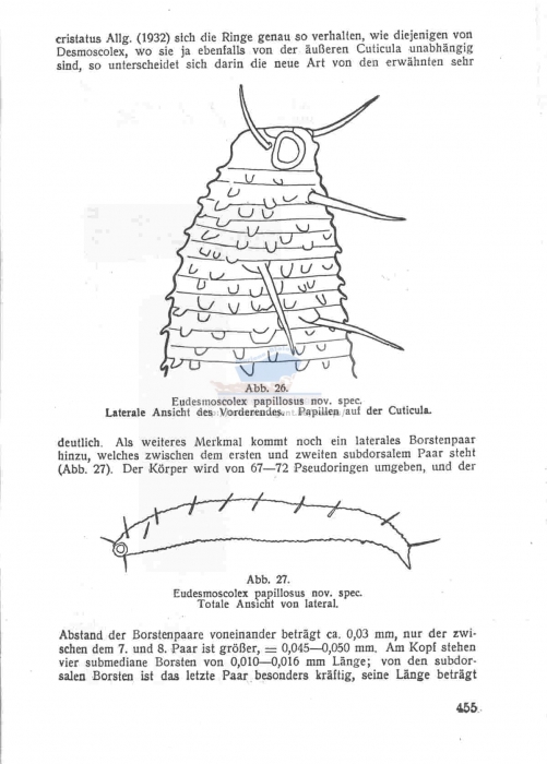 Eudesmoscolex papillosus