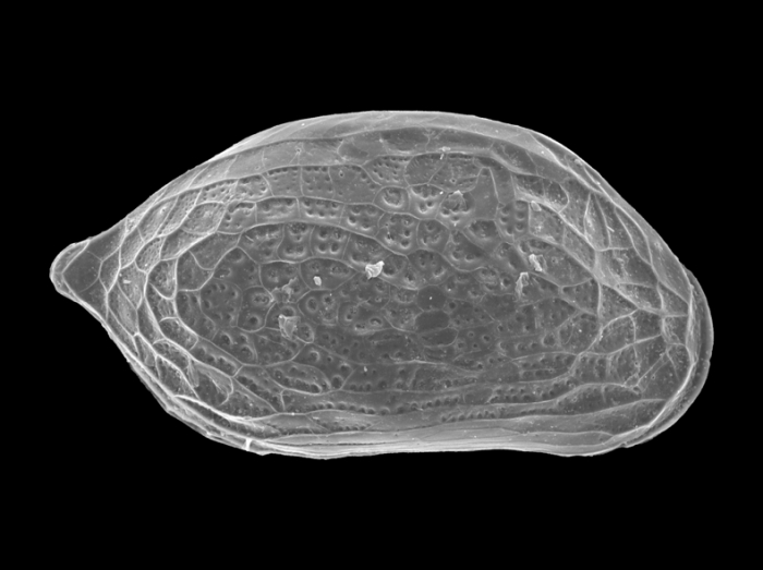 Cytheroidea Cytheroidea