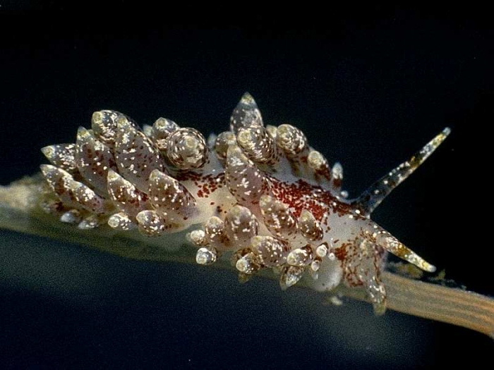 Eubranchus pallidus (Alder & Hancock, 1842) Eubranchus pallidus (Alder & Hancock, 1842)