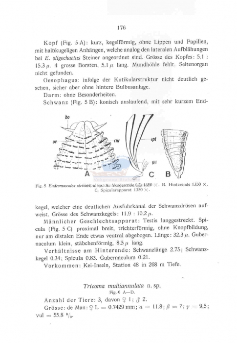 Eudesmoscolex steineri