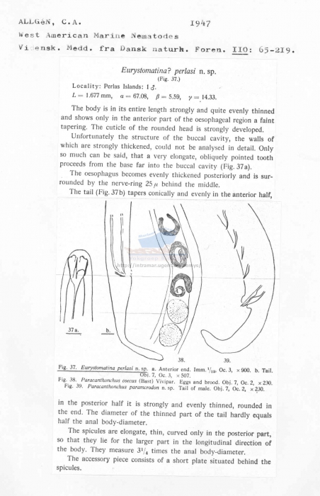 Eurystomina perlasi