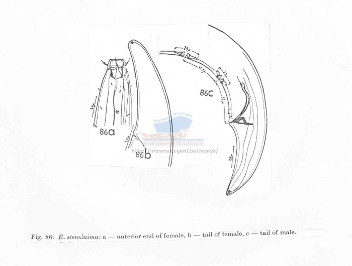 Eurystomina stenolaimus