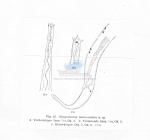 Eurystomina tenuicaudata