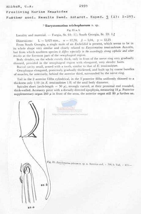 Eurystomina trichophorum