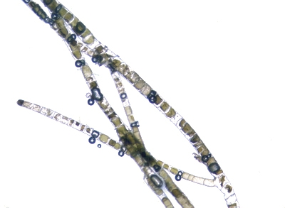 Acrosiphonia sonderi Acrosiphonia sonderi