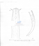 Geomonhystera tripyloides