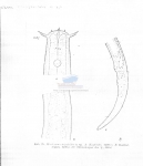 Geomonhystera tripyloides