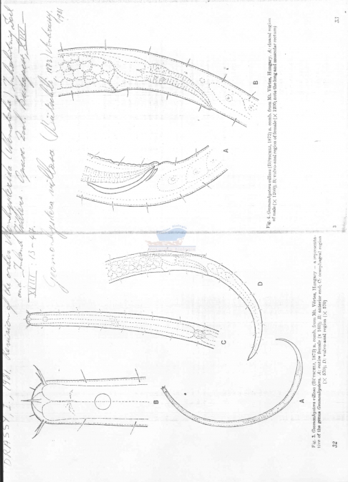 Geomonhystera villosa