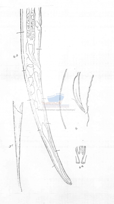 Geomonhystera villosa