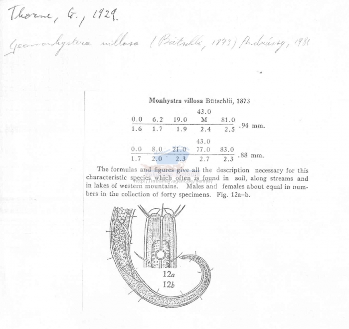 Geomonhystera villosa