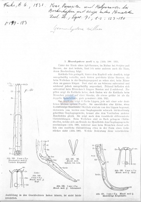 Geomonhystera villosa