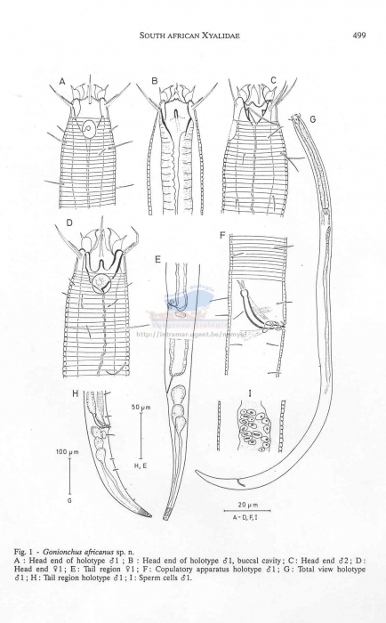 Gonionchus africanus