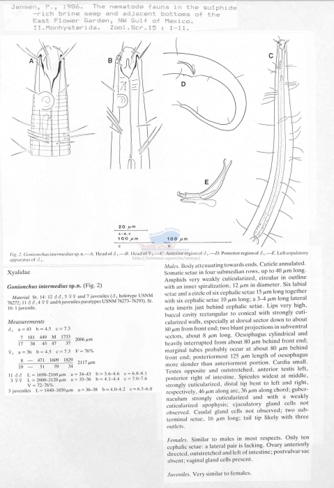 Gonionchus intermedius