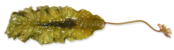 Laminaria saccharina