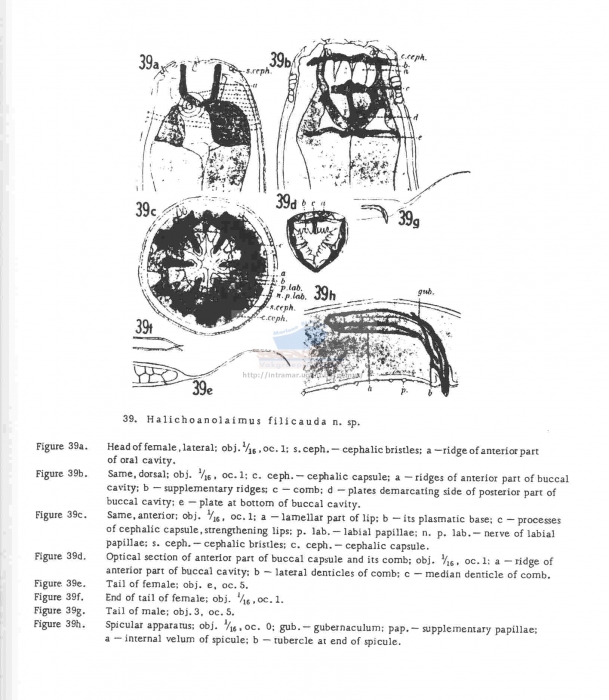 Halichoanolaimus filicauda