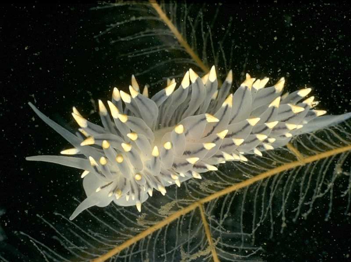 Eubranchus tricolor Forbes, 1838