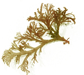 Callophyllis cristata