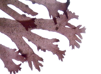 Callophyllis cristata