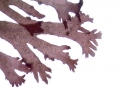 Rhodophyta (red algae)