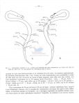 Keratonema singulare