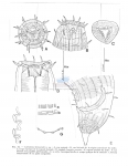 Nematode file-library of the Marine Biology Section (Ghent University, Belgium)