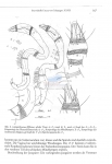 Nematode file-library of the Marine Biology Section (Ghent University, Belgium)
