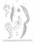 Leptepsilonema procerum