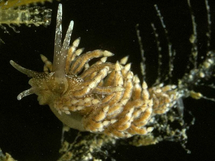 Eubranchus vittatus (Alder & Hancock, 1842) Eubranchus vittatus (Alder & Hancock, 1842)