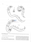 Leptepsilonema santii