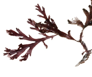 Odonthalia dentata Odonthalia dentata