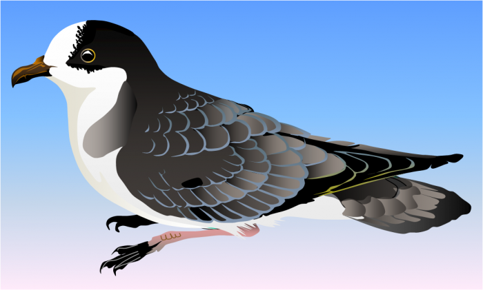 Barau's petrel Barau's petrel