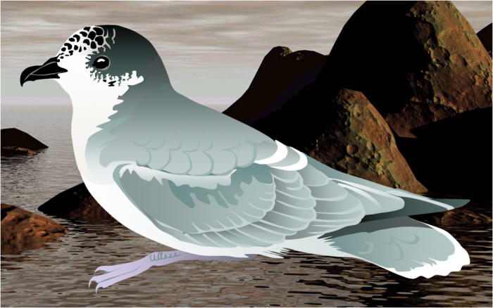 Blue petrel Blue petrel
