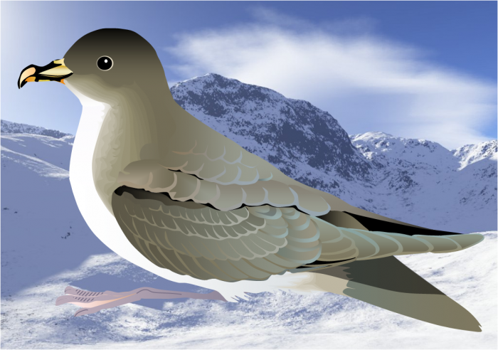 Grey petrel Grey petrel