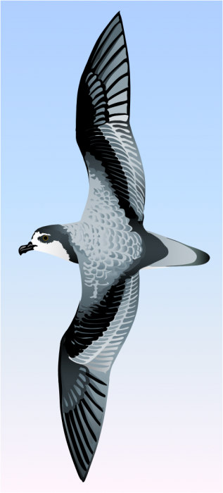 Mottled petrel Mottled petrel