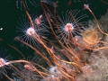 Hydrozoa (hydroids)