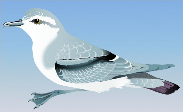 Slender-billed prion Slender-billed prion