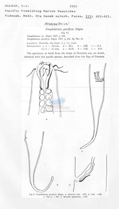 Mesacanthion pacificum